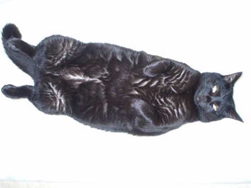 若いイヌオの“太い”へそ天「肉割れしてるっていわないで～」