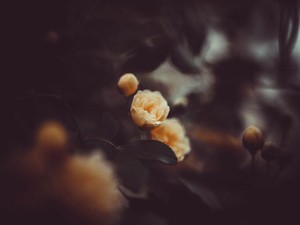 静かに、でも確かに私の手を引っ張ってくれる。その存在が私を動かす