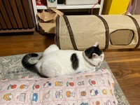 お尻ポンポンしてもらって大満足した百ちゃん（画像提供：*ig*さん）