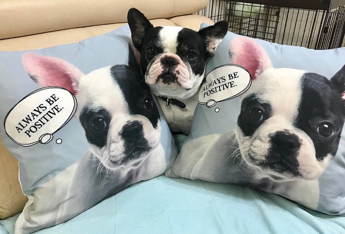 フレンチブルドッグ「アポロちゃん」。パイドのブルちゃんは“牛度”高め