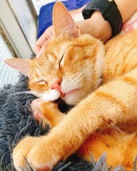 唇がめくれてもグーグー眠る