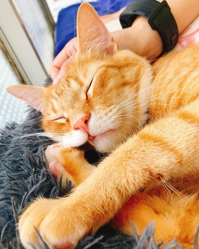 唇がめくれてもグーグー眠る