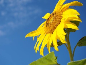 檸檬で爆発させようとする「私」の憂鬱な感情に、私はわくわくした