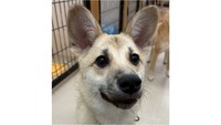 5月24日に津山市で保護犬の譲渡会　子犬からシニア犬まで7匹に会いにきて　岡山
