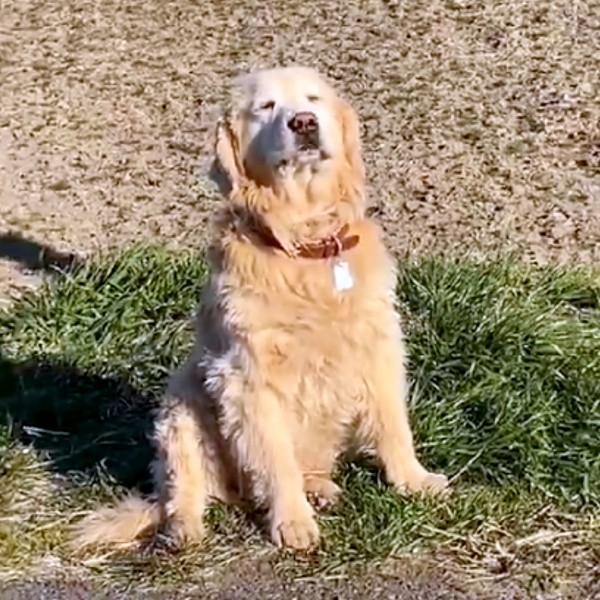 飼い主さんの声かけもスルーするノアちゃん（画像提供：えっちゃんさん）