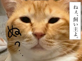 ねぇ飼い主よ、なにくれる？　徳を積む愛猫ぐっぴーへのご褒美は…