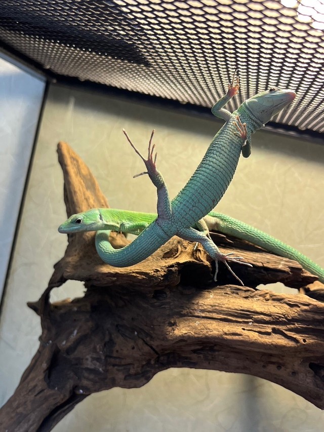 せせらぎさん宅で飼育されている仲間たち 話題になったのは奥の子です（画像提供：せせらぎさん）