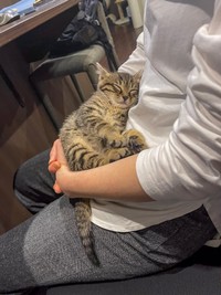 安心してすぐに寝かしつけられた猫ちゃん（提供：ねこ大家｜猫のための家づくりさん）