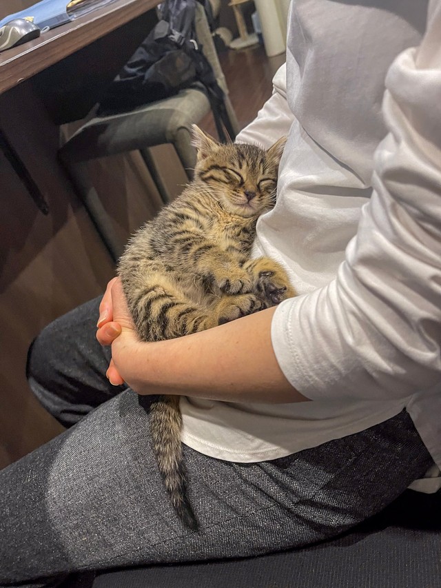 安心してすぐに寝かしつけられた猫ちゃん（提供：ねこ大家｜猫のための家づくりさん）