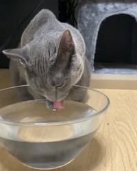 見たことあります？手を使って水を飲む猫ちゃん（吉田輝和さん提供）