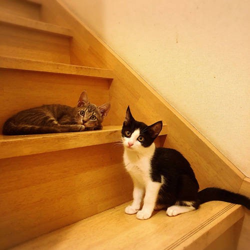 ぱち（右）は2きょうだいで保護されました（保護主さん提供）