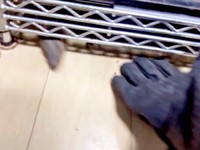 後退りして逃げるトカゲ（画像提供：トギさん）