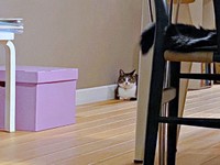 お迎えから1週間、リビングの離れたところから様子をうかがうルナちゃん（画像提供：yuさん）