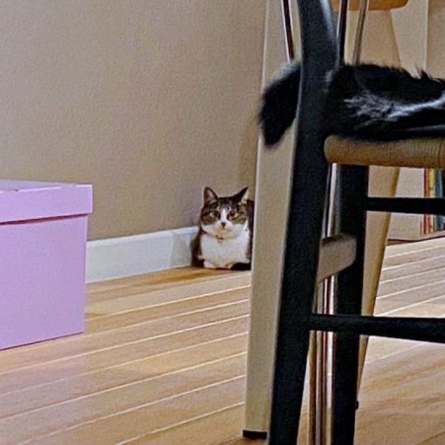 お迎えから1週間、リビングの離れたところから様子をうかがうルナちゃん（画像提供：yuさん）