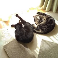 コハルちゃん（右）とストレッチ