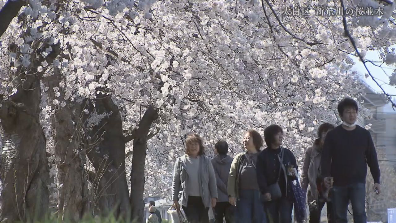 川沿いの桜並木に広がる春の景色　仙台・太白区