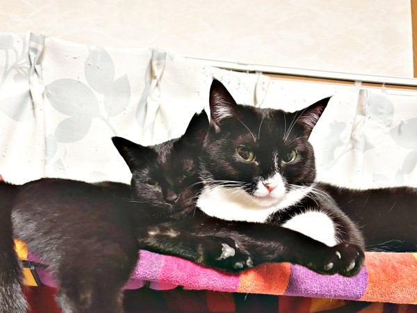 お顔をピトッ！ 仲の良い（左から）クオンちゃん、チャイちゃん（画像提供：まぷさん）