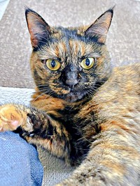 ふっくらと健康的に成長したまるちゃん（画像提供：しろくまですよ。さん）