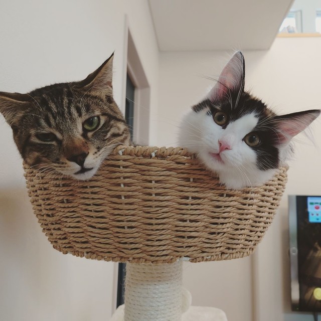 仲良くひょっこり