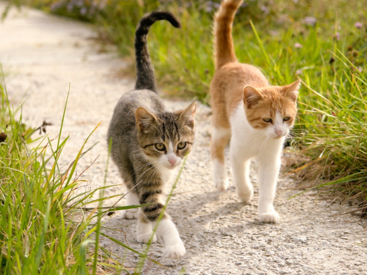 猫の不妊去勢、ネット寄付で支援 千曲市目標1カ月で達成 | 「犬