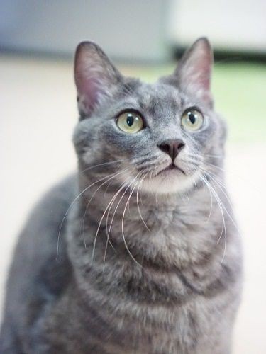 じっとみる先にはオモチャが…