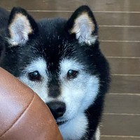 ヨーグルト待ちのお父さん犬、ちゃーくん＝茶々丸一家さん（@chachamaru0803）提供