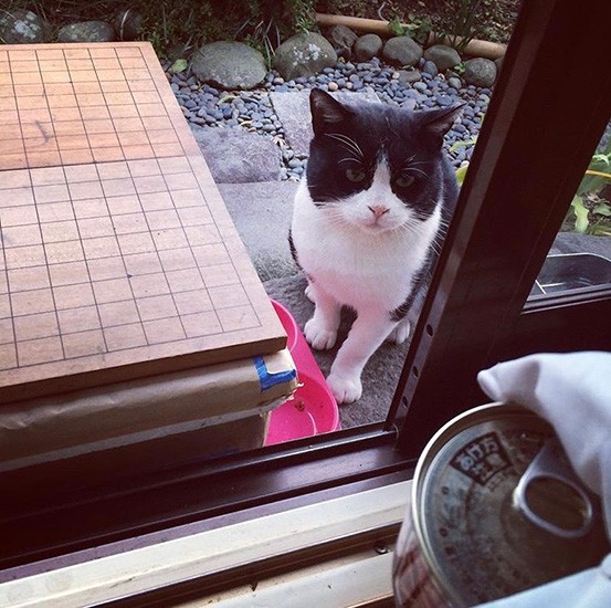 「自ら進んで外で暮らす猫など本当は一匹もいないはず」と坂本さんはいう（坂本さん提供）