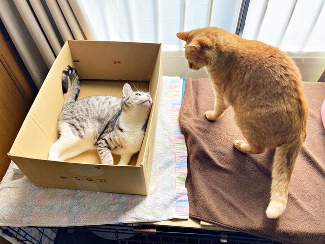 お迎えから2週間、姉猫と顔を合わせるサバシくん（画像提供：こいもちゃんさん）