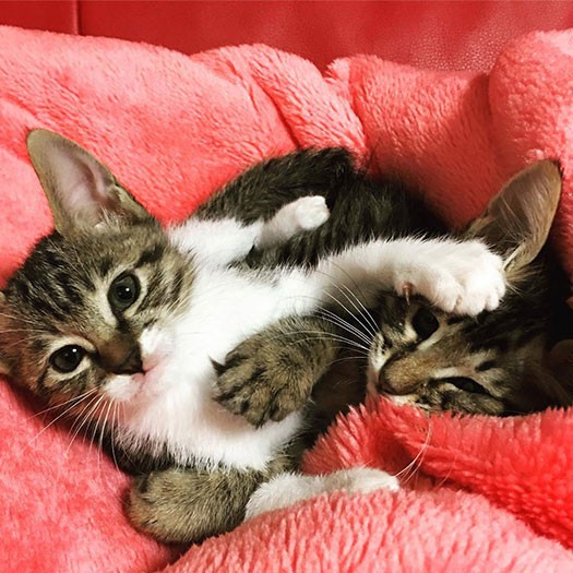 仲良く寄り添う猫たち