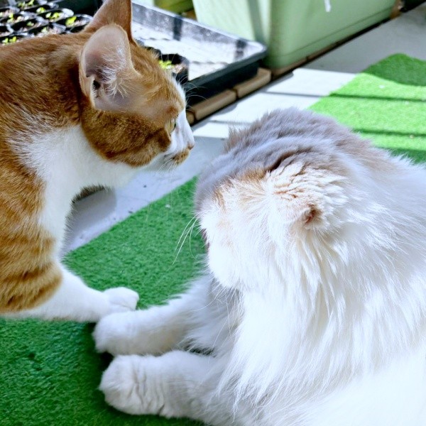 2024年11月、顔を寄せ合う（左から）ミミちゃん、モカちゃん（画像提供：neko好きさん）