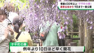 樹齢４３０年、伊達政宗公ゆかりの「子平町の藤」が見頃　