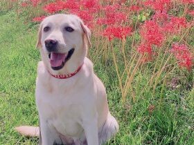 お弁当をもってお出かけ　目をキラキラさせて笑ってくれる　ラブラドール「ベル」