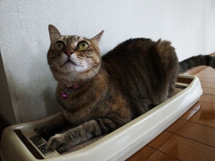 爪はしっかり研いでおかないとね！