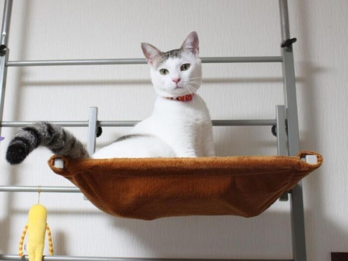 家にきたころの「ハピ」