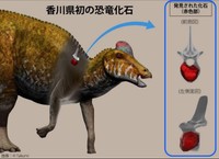 ハドロサウルス類の復元図と今回の発見部位（CGによって作成）