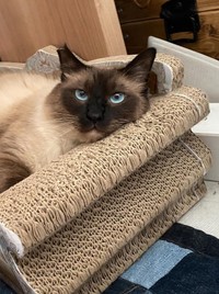 きれいな瞳の色が印象的＝fuku.fuku86さん提供