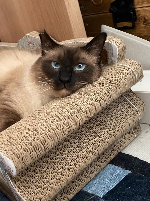 きれいな瞳の色が印象的＝fuku.fuku86さん提供