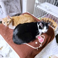 一緒にくつろぐきなこちゃんとミィちゃん（画像提供：鬼檸檬さん）