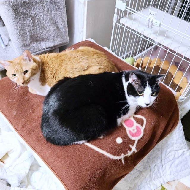 一緒にくつろぐきなこちゃんとミィちゃん（画像提供：鬼檸檬さん）