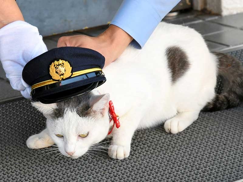 岡山県警察学校にすみ着いた「タマ警視」