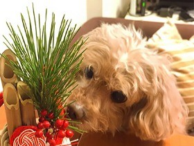 今年はワンコ年！ 愛犬のお正月もワンワン仕様で大吉ゲット