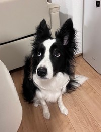 早朝、こっそりお団子を食べる飼い主さんをじ―っと見つめるエマちゃん（画像提供：エマ/Emmaさん）
