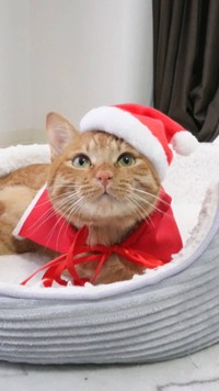 どう？似合うでしょう