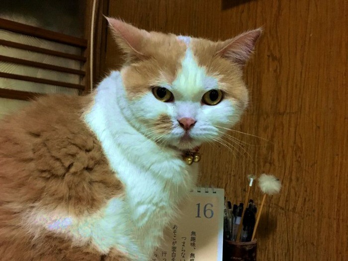 元保護猫のムース