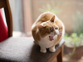 愛猫「はち」の肥満に大ショック！　ご飯を減らしても増えていく体重…思いあたるのは