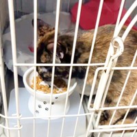 トライアル2日目の夜。ごはんを食べるふがしちゃん（画像提供：ふがしちゃん サビ猫さん）