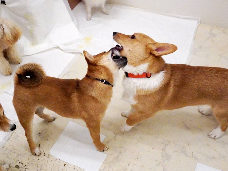 仲間と思いっきり遊んで、ガンガン削られる体力（UG DOGS提供）