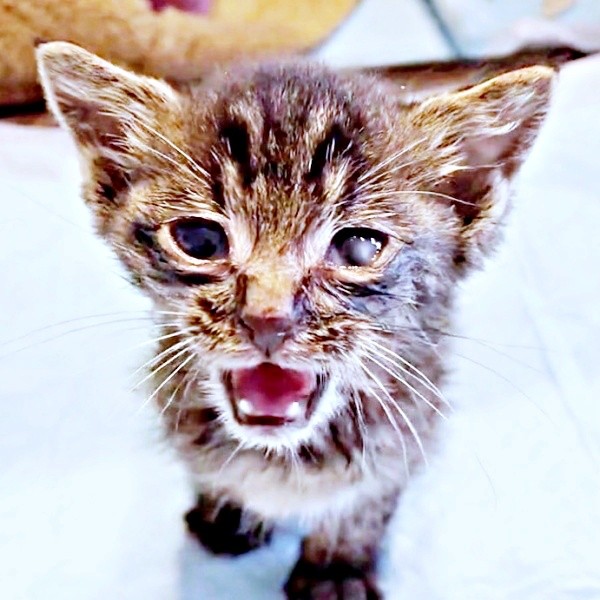 保護直後、危険な道路でさまよっていたふくくん（画像提供：むぎさん）