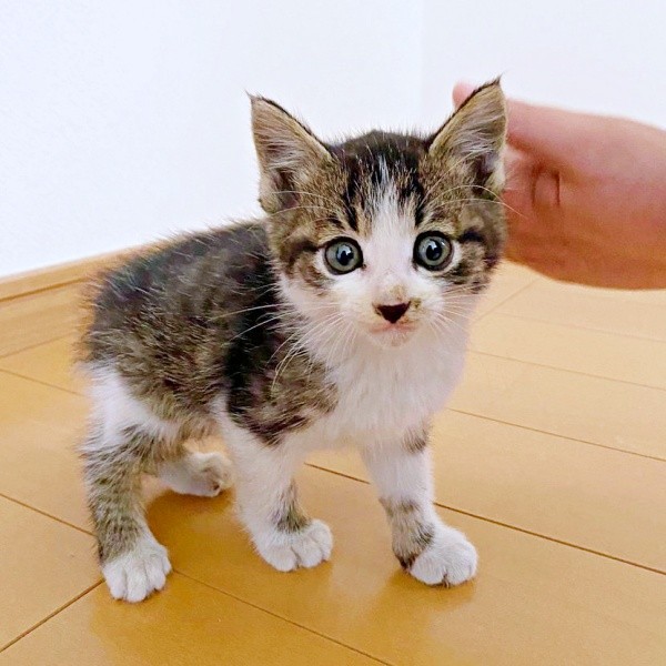 保護当時、駐車場で必死に鳴いていたナナくん（画像提供：カカオとナナと飼い主ネモさん）