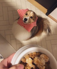 被毛の汚れを防ぐため、ごはんのときはもふもふ用ヘアバンドをつけるくぬぎちゃん（提供：しゃべる乳酸菌ちゃんさん）